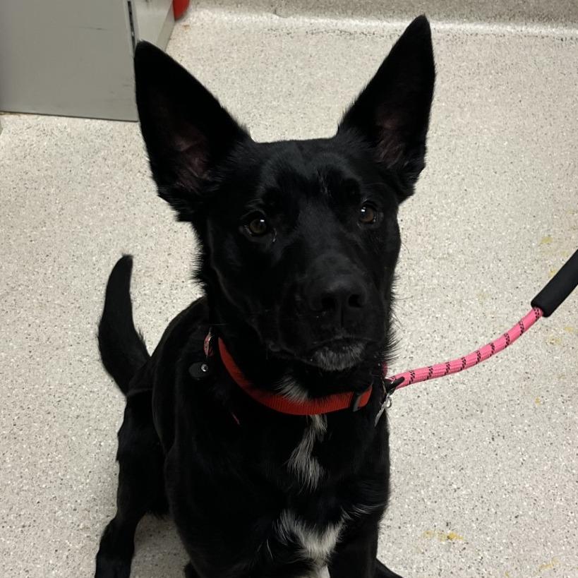 Enlarge Gnocchi, a Adoptable mixed breed in Murray, UT image 2/2