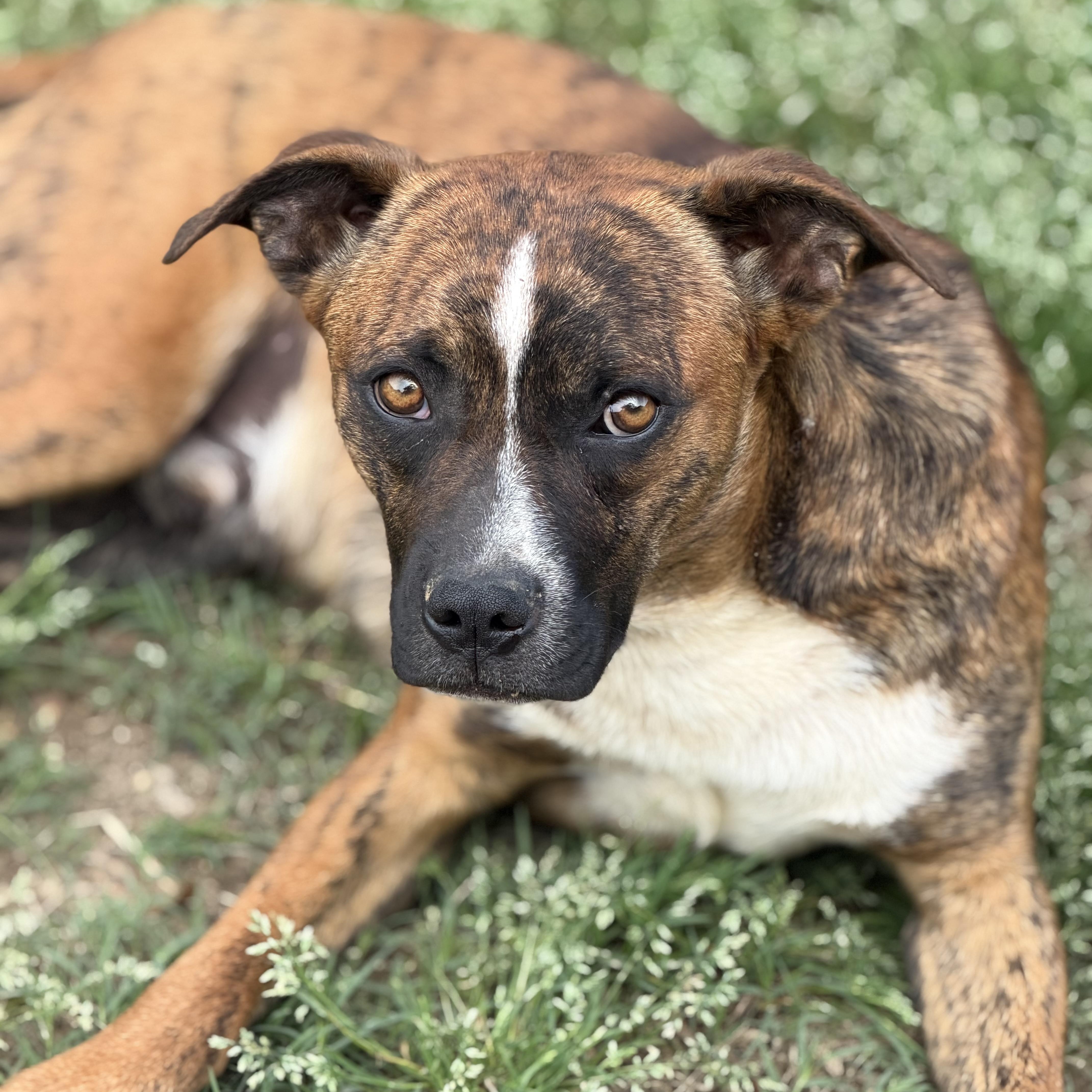 Enlarge Odin (150.00 adoption fee), a Adoptable mixed breed in Green Bay, WI image 4/4