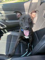Cera, a ADOPTABLE Mixed Breed in Neenah, WI image 1/3