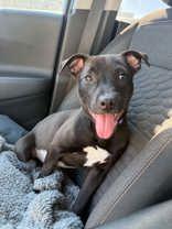 Cera, a ADOPTABLE Mixed Breed in Neenah, WI image 3/3