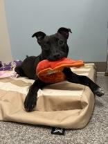 Cera, a ADOPTABLE Mixed Breed in Neenah, WI image 2/3