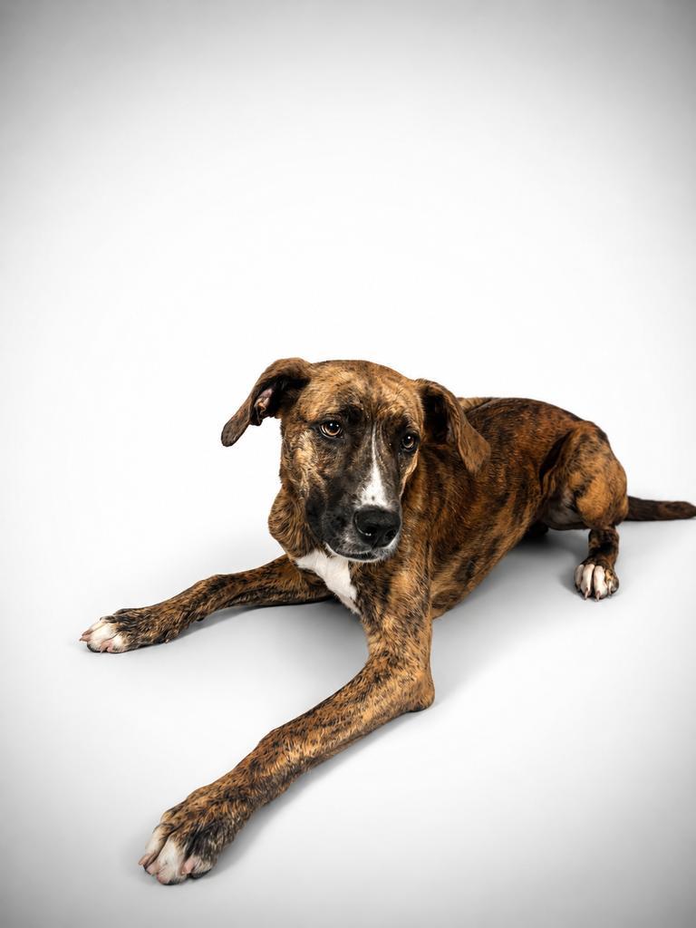 Giraffe ✅, Adoptable, Young Male Mixed Breed.