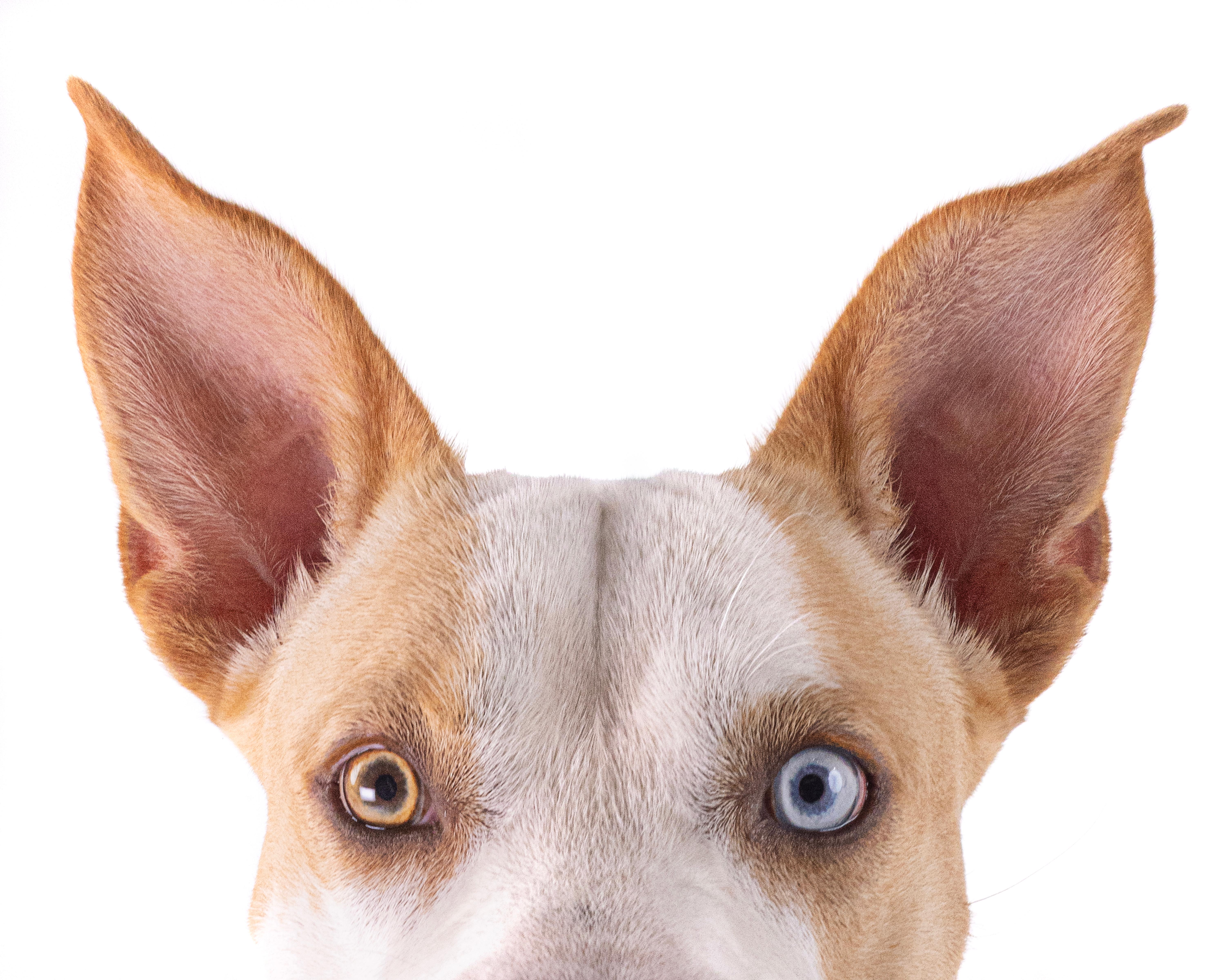 Enlarge Teddy, a Adoptable mixed breed in santa monica, CA image 6/6