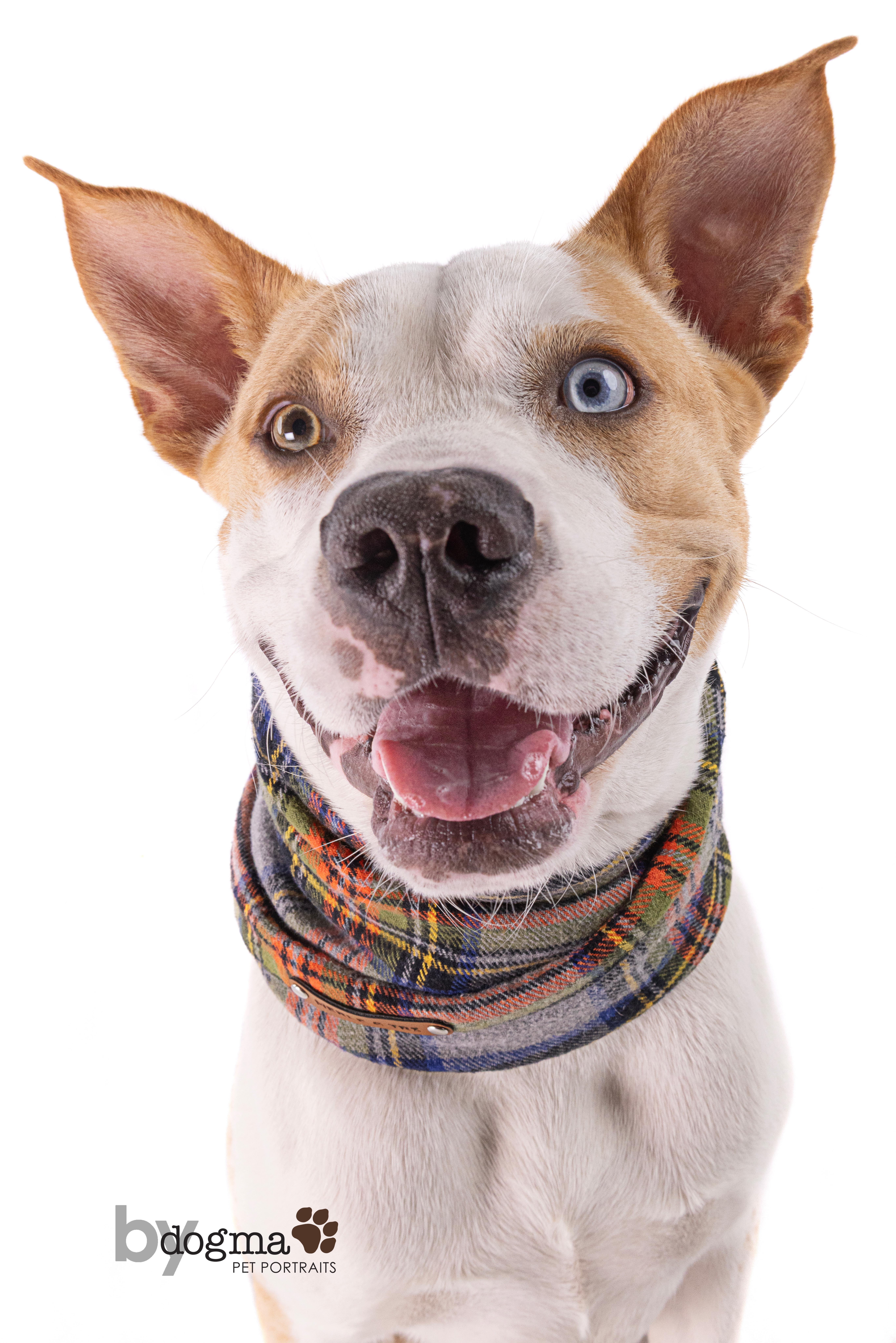 Teddy, Adoptable, Young Male Chihuahua.