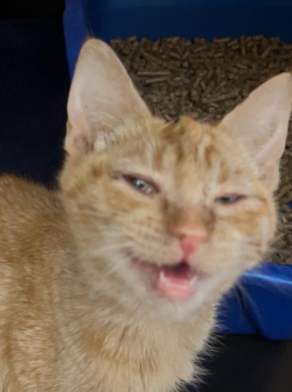 Chestnut, Adoptable, Kitten Female Domestic Short Hair.