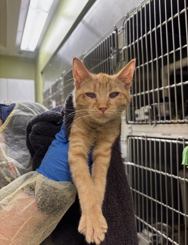 Chestnut, a Adoptable mixed breed in Vancouver, WA image 2/2