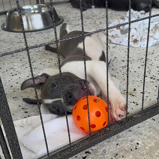 Hippo, Adoptable, Puppy Male Boxer & Mixed Breed.