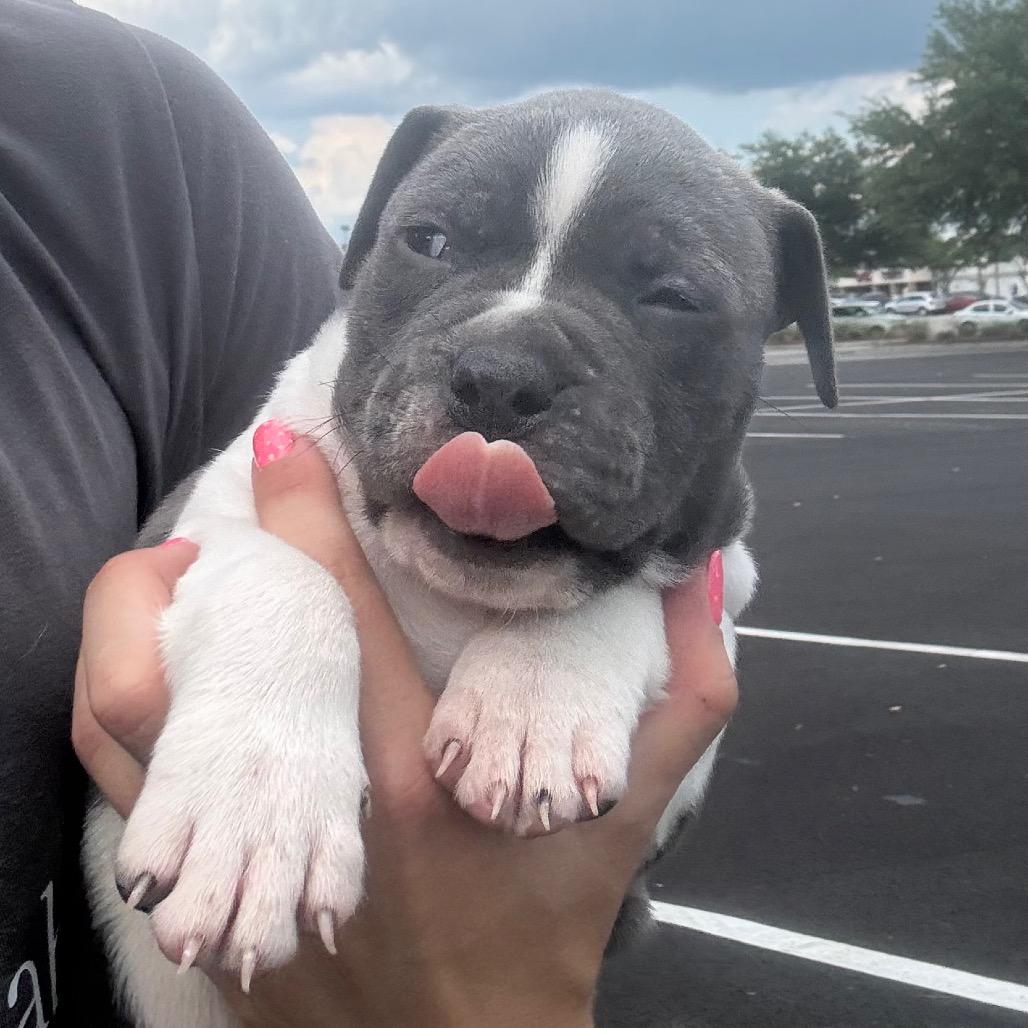Hippo, Adoptable, Puppy Male Boxer & Mixed Breed.