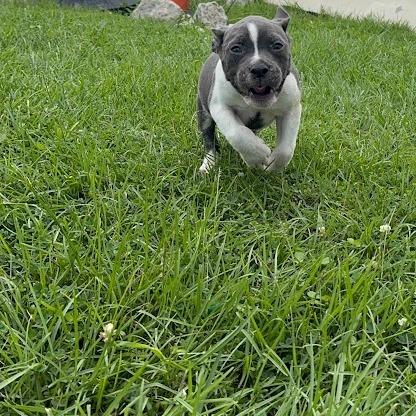 Hippo, a Adoptable mixed breed in North Charleston, SC image 3/5