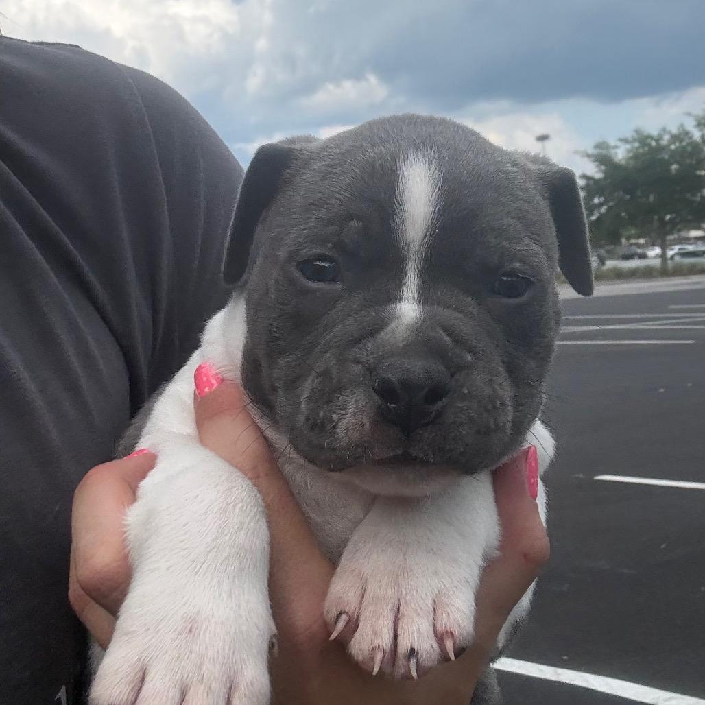 Enlarge Hippo, a Adoptable mixed breed in North Charleston, SC image 2/3