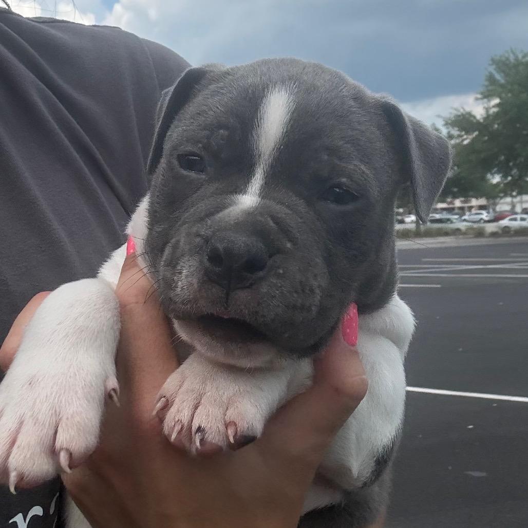 Enlarge Hippo, a Adoptable mixed breed in North Charleston, SC image 3/3