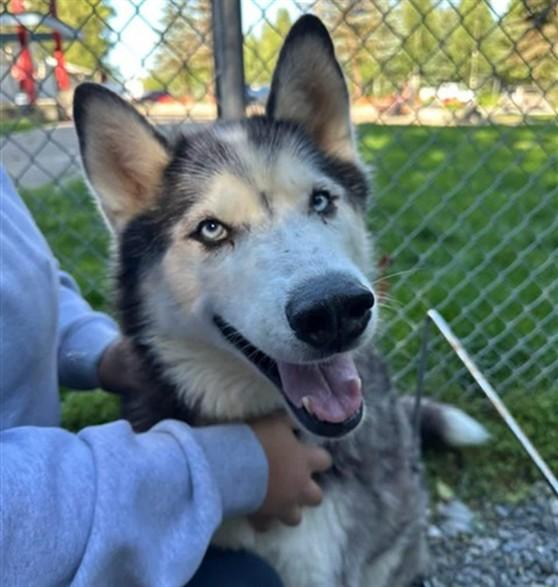 Enlarge BUGGY, a Adoptable mixed breed in Anchorage, AK image 1/1