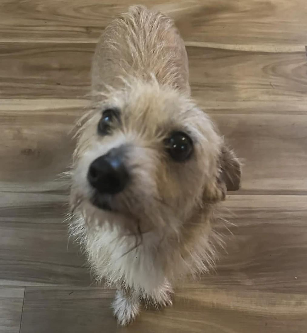 Dolly, adopted, Adult Female Cairn Terrier.