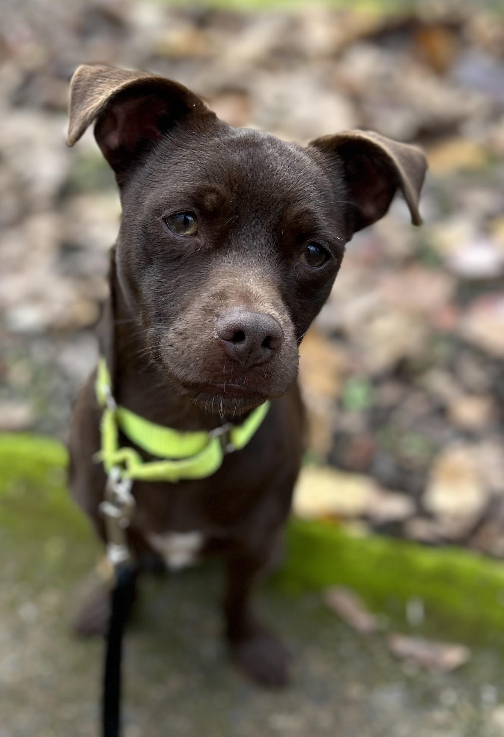 Photo of Adult Male Chihuahua 