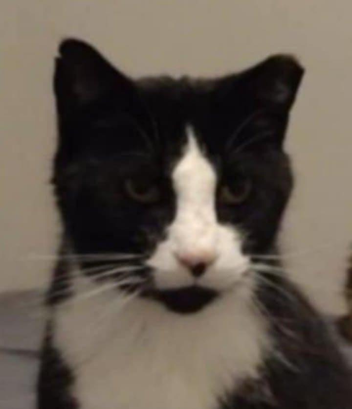 Squeaky. (friendly & lovable & a snuggler)