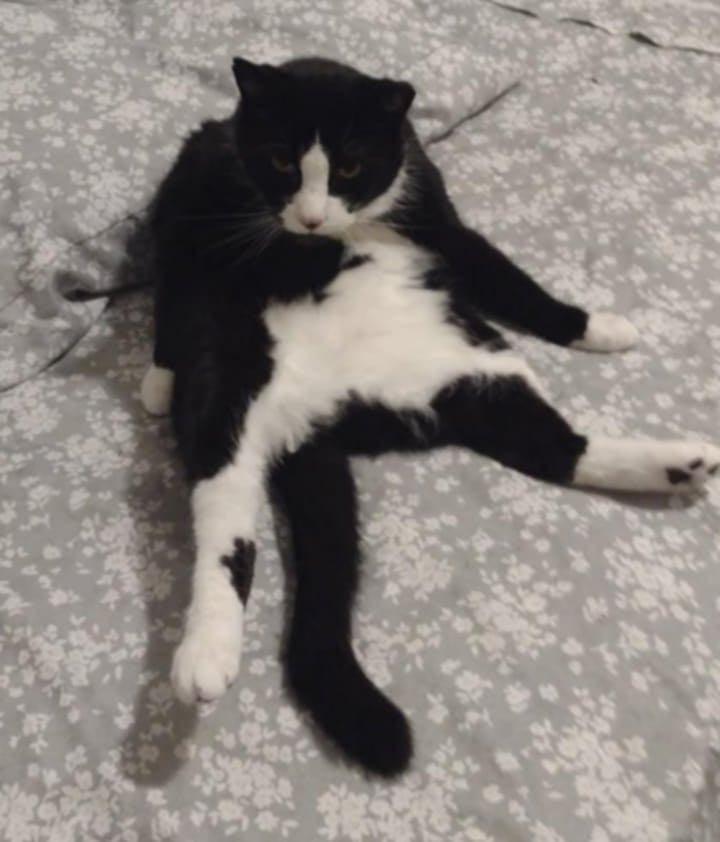 Squeaky. (friendly & lovable & a snuggler)