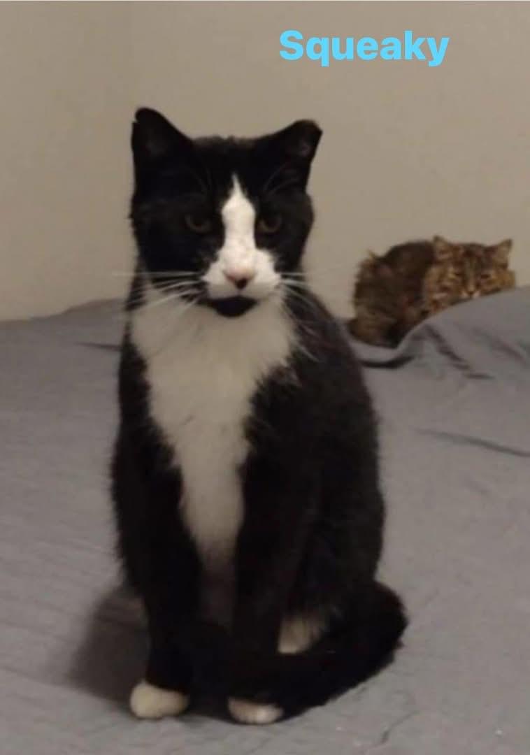 Squeaky. (friendly & lovable & a snuggler)