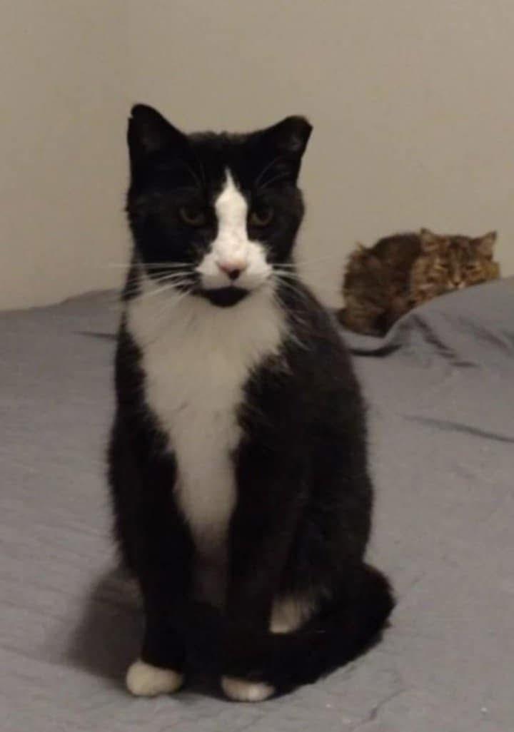 Squeaky. (friendly & lovable & a snuggler)