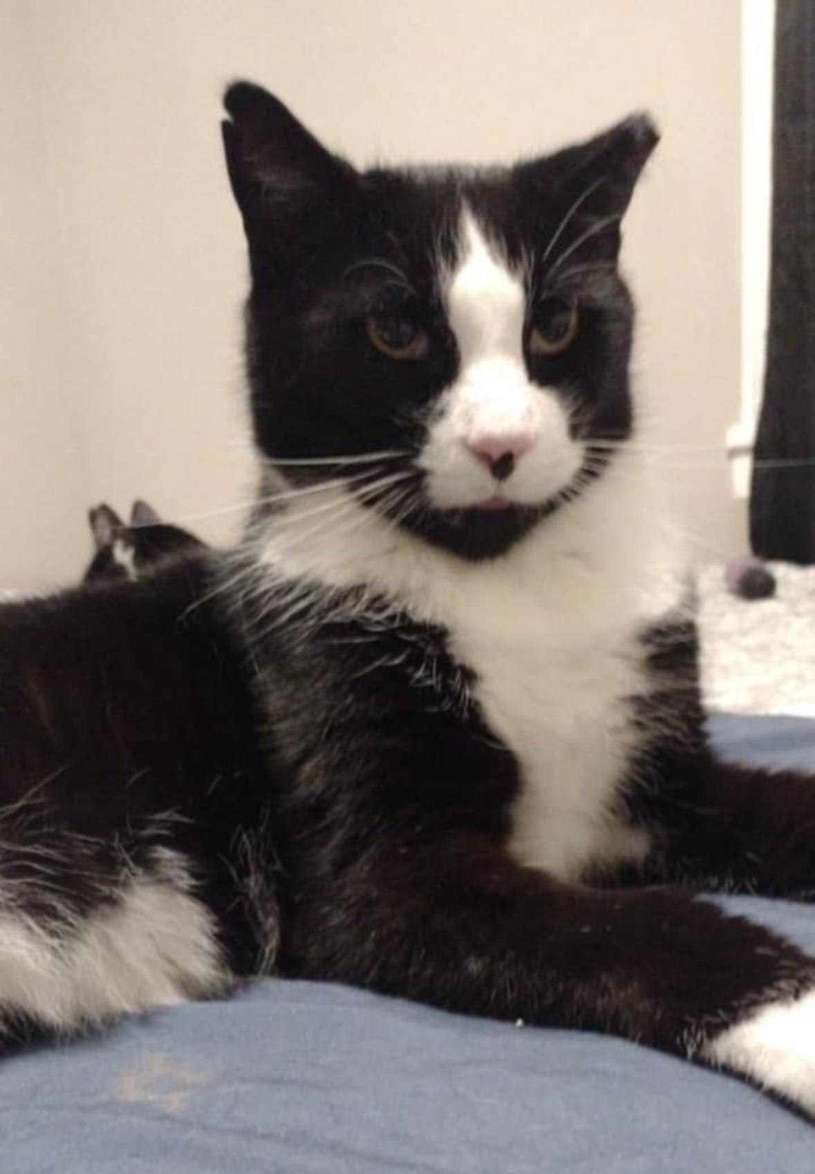 Squeaky. (friendly & lovable & a snuggler)