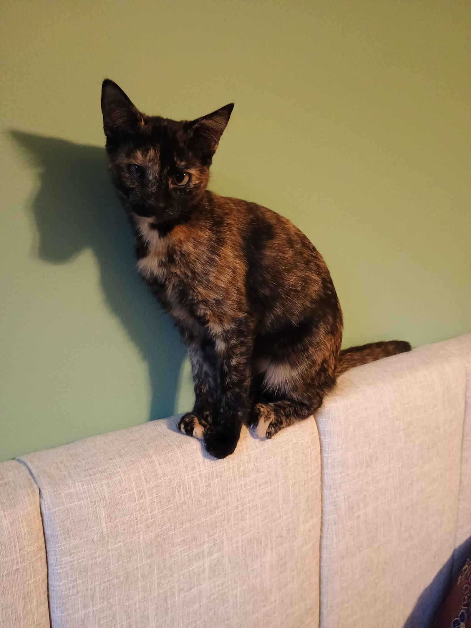 Pepper, Adopted, Young Female Domestic Short Hair & American Shorthair.