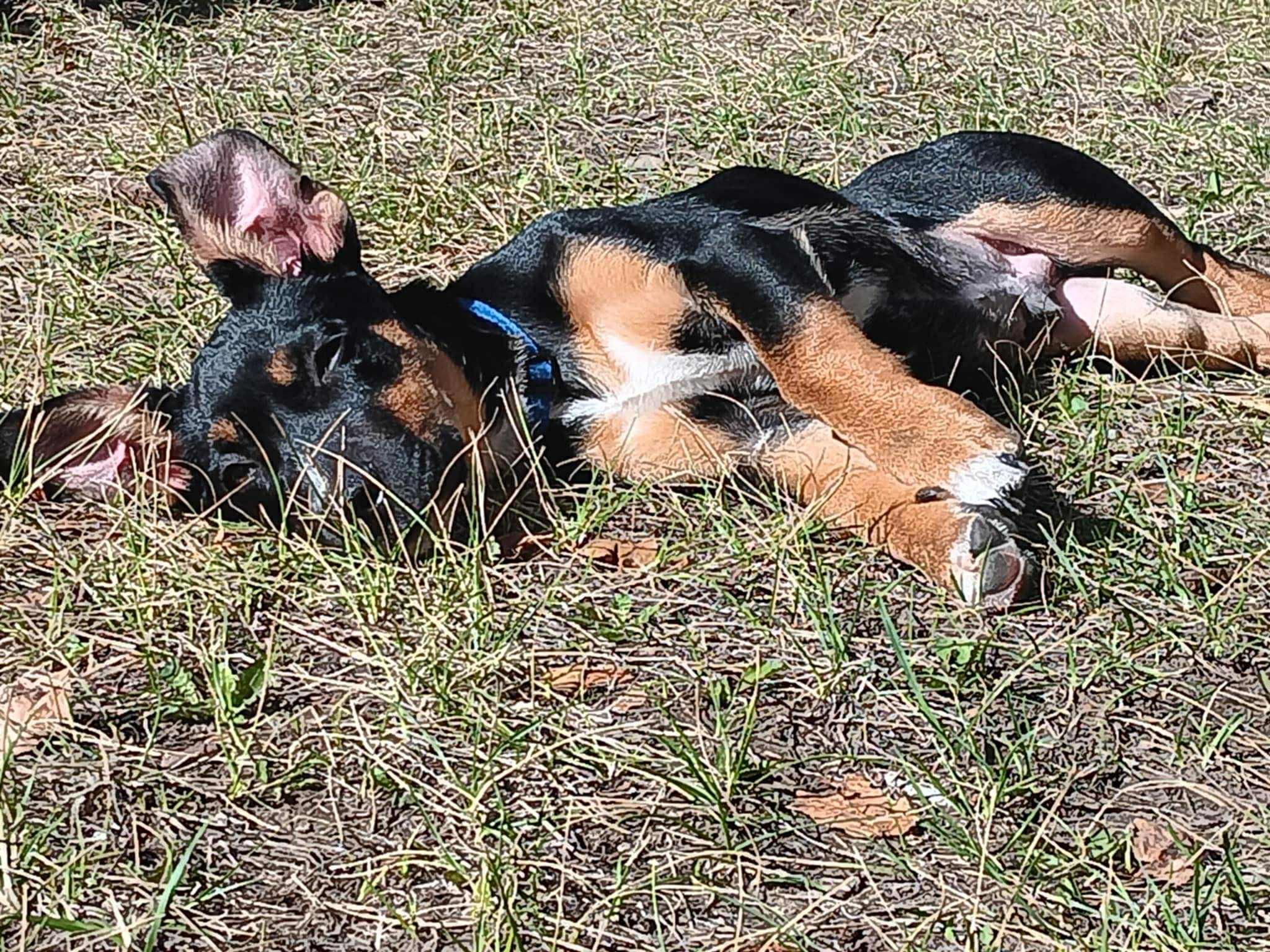 Charlie, Adoptable, Puppy Male Dachshund.