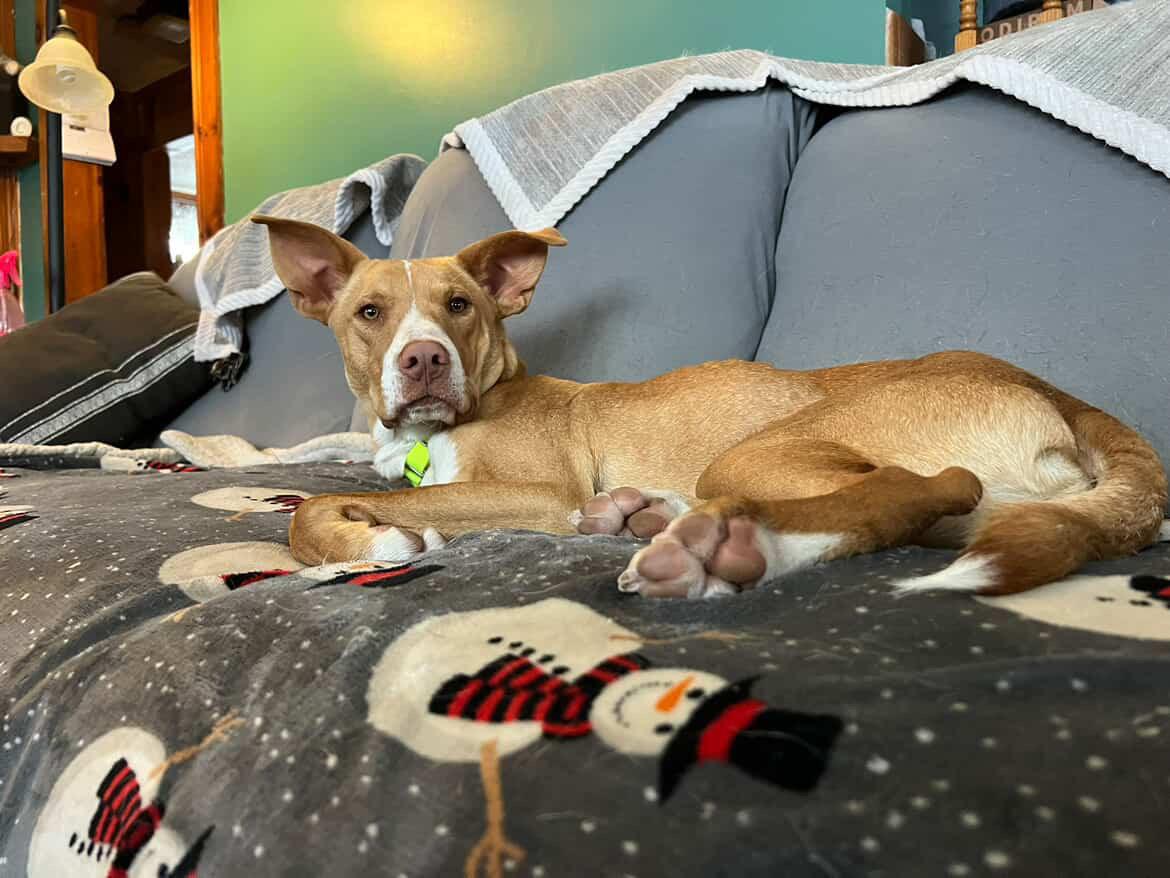 Enlarge Indy, a Adoptable mixed breed in Pembroke, MA image 3/5