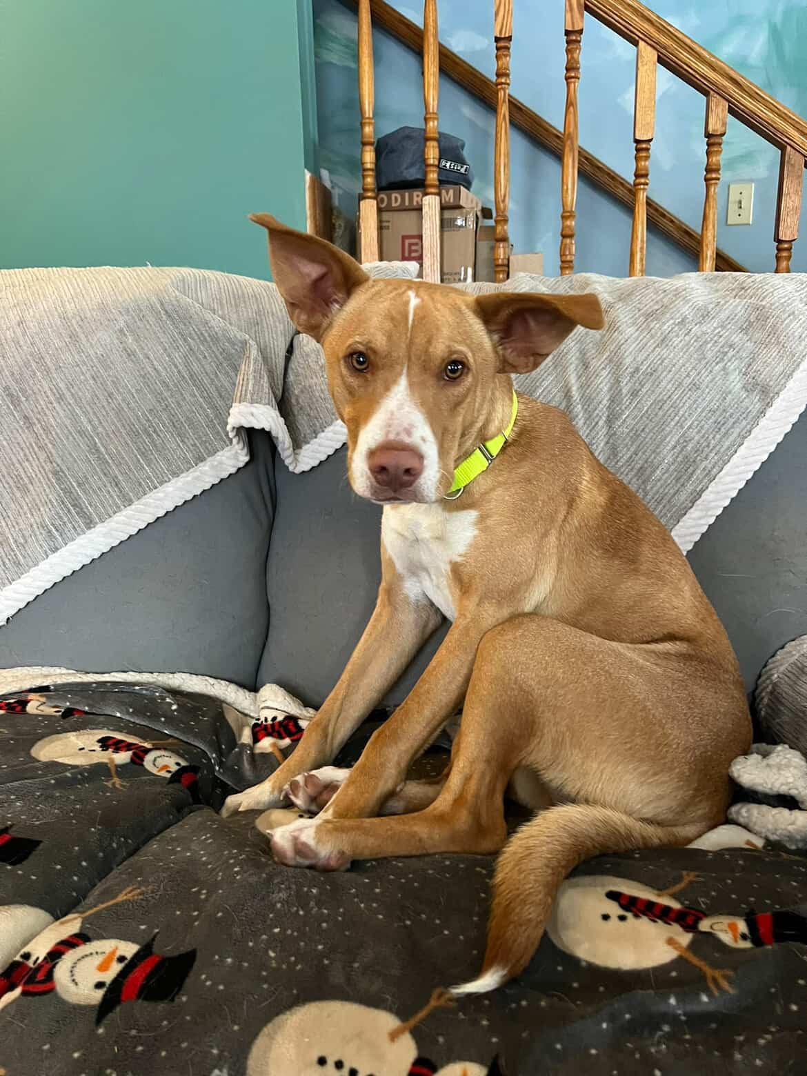 Enlarge Indy, a Adoptable mixed breed in Pembroke, MA image 1/5