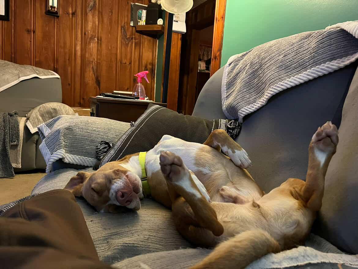 Enlarge Indy, a Adoptable mixed breed in Pembroke, MA image 4/5