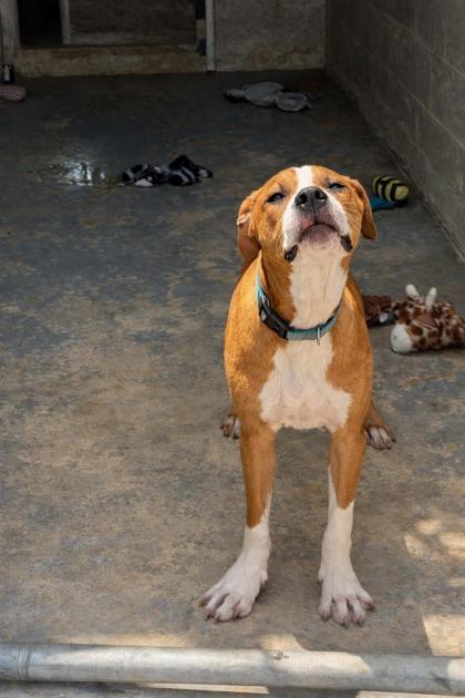 Tiny, ADOPTABLE, Puppy Male Boxer & Pit Bull Terrier.