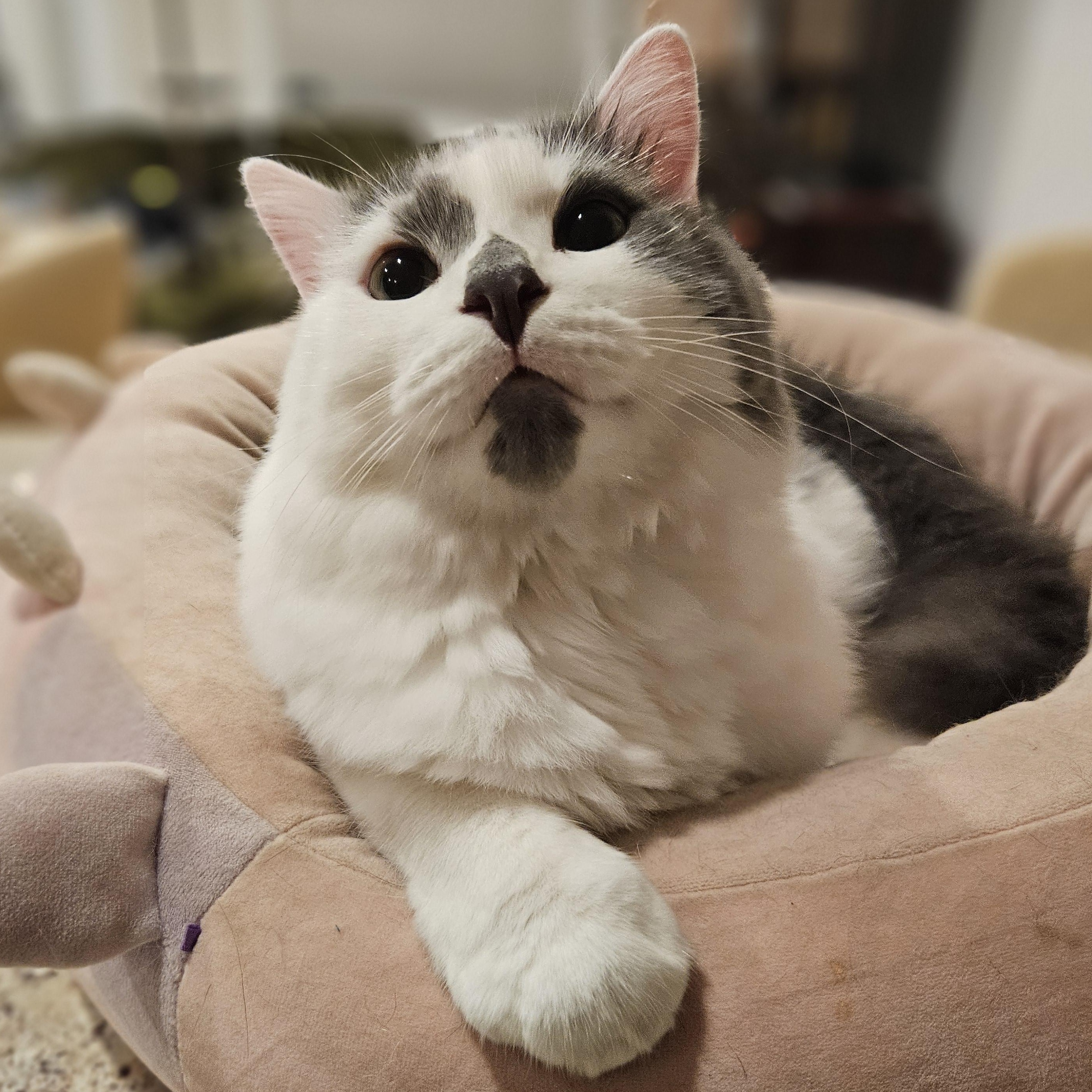 Enlarge Finch, a Adoptable Domestic Medium Hair in Medfield, MA image 6/6