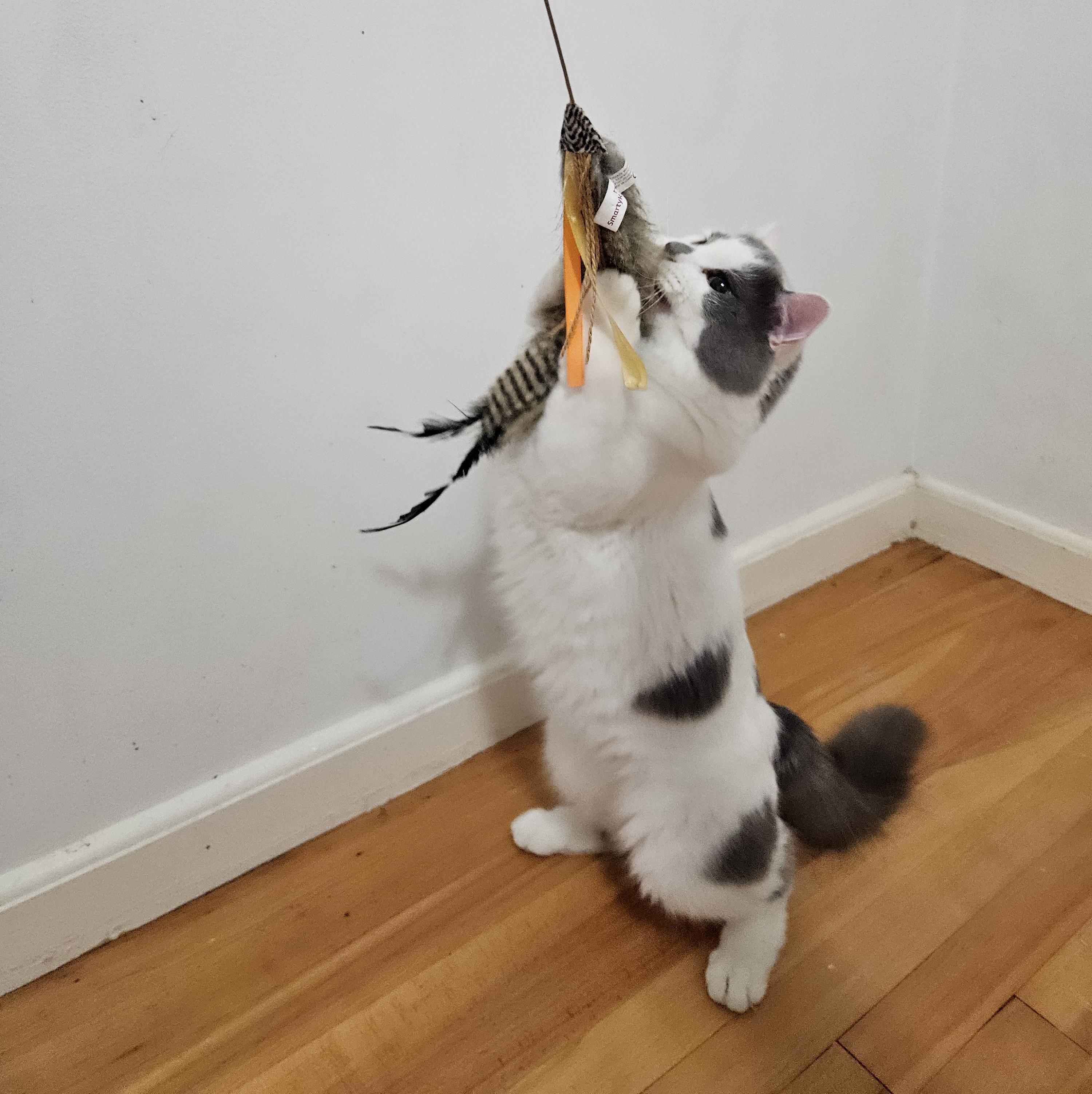 Enlarge Finch, a Adoptable Domestic Medium Hair in Medfield, MA image 4/6