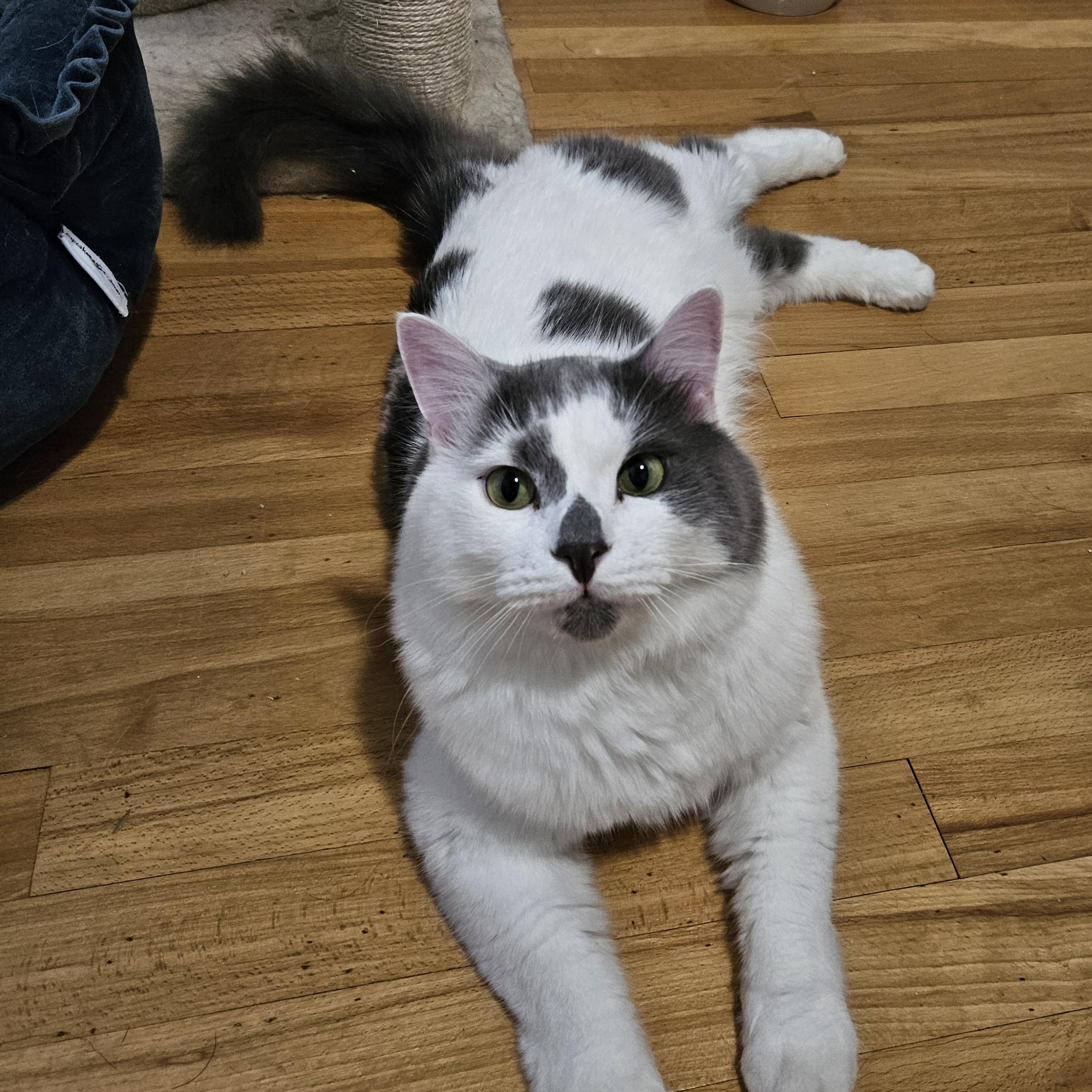 Finch, Adoptable, Young Male Domestic Medium Hair.