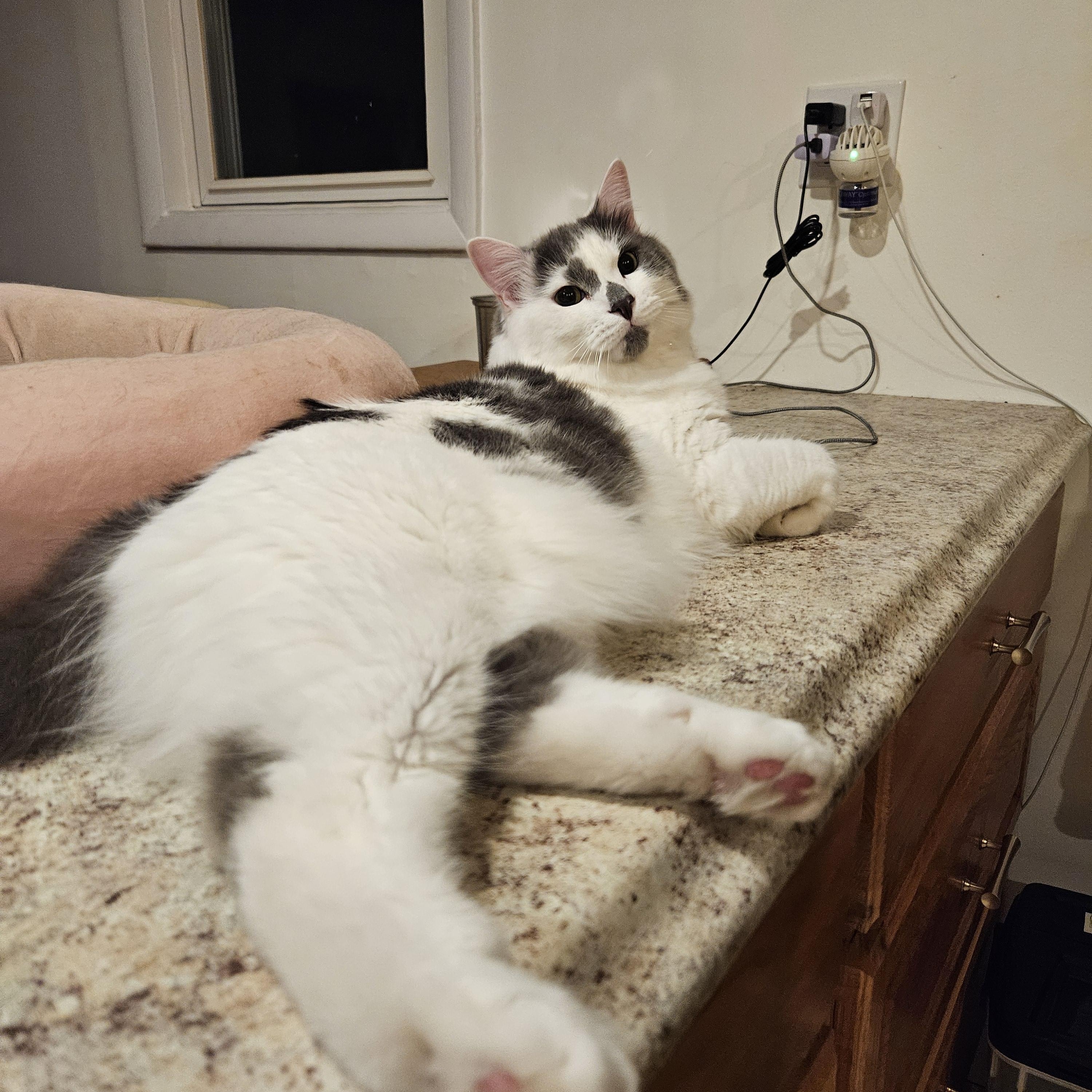 Enlarge Finch, a Adoptable Domestic Medium Hair in Medfield, MA image 5/6