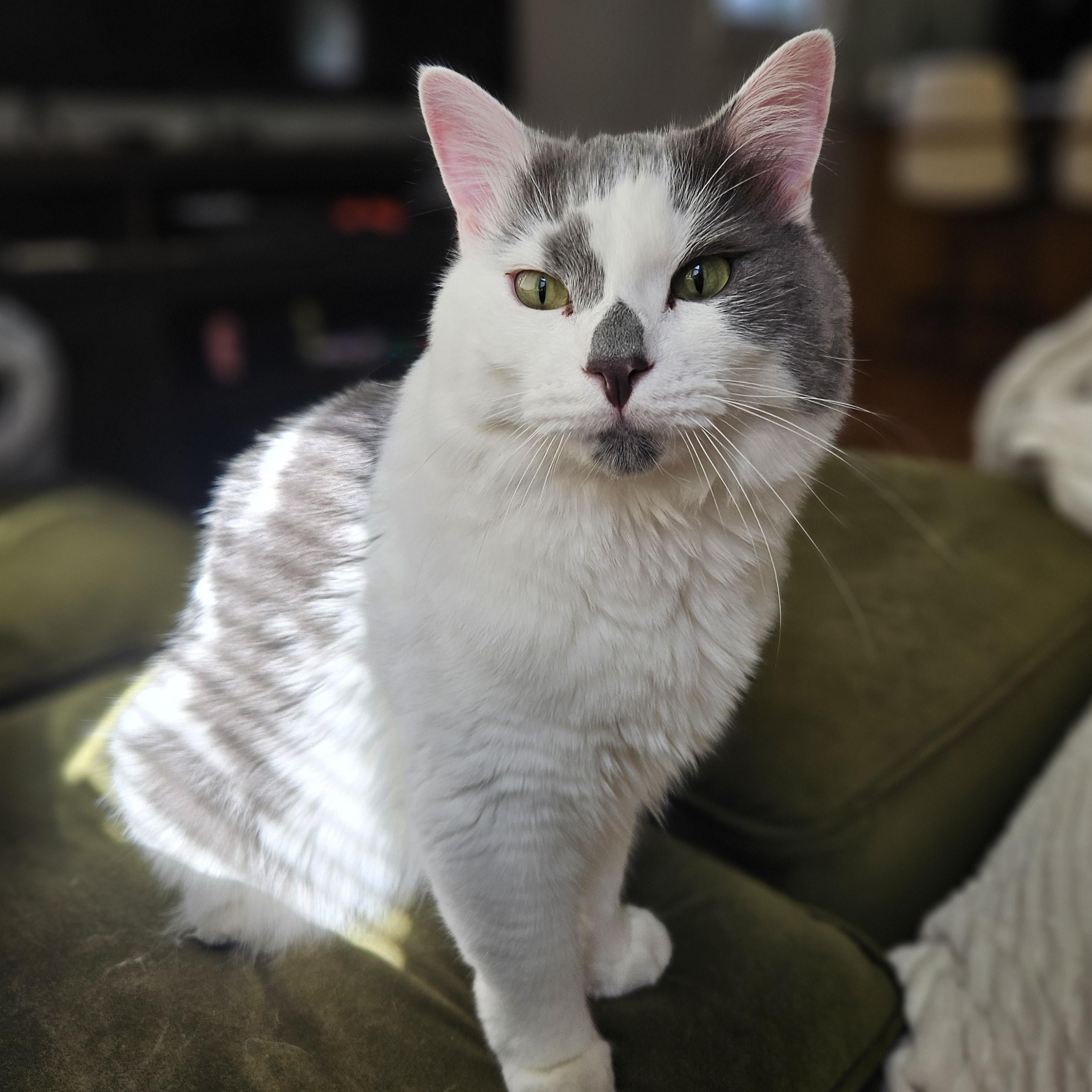 Enlarge Finch, a Adoptable Domestic Medium Hair in Medfield, MA image 2/6