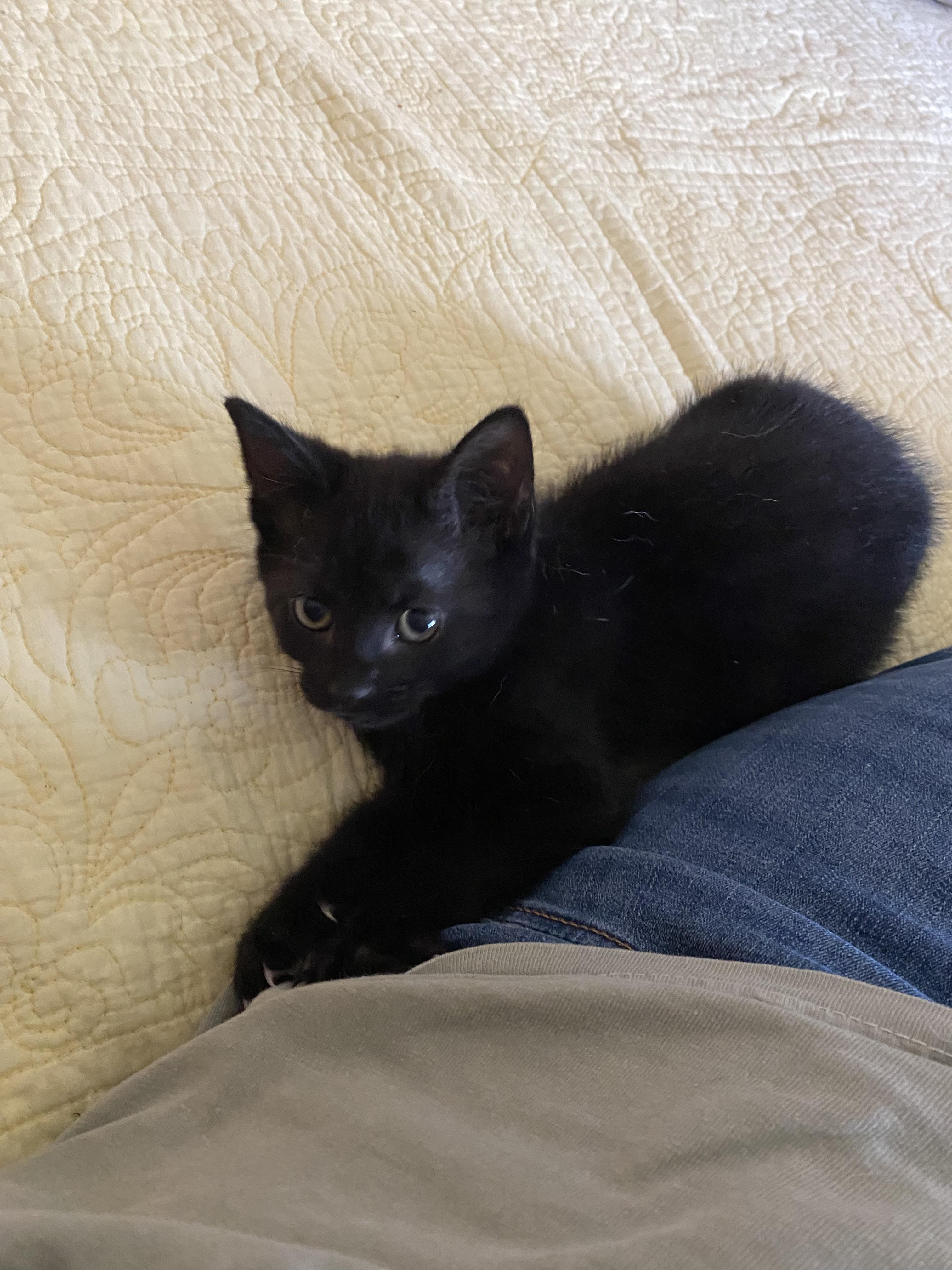 Enlarge Nanuq, a ADOPTABLE mixed breed in Clyde, NC image 2/3