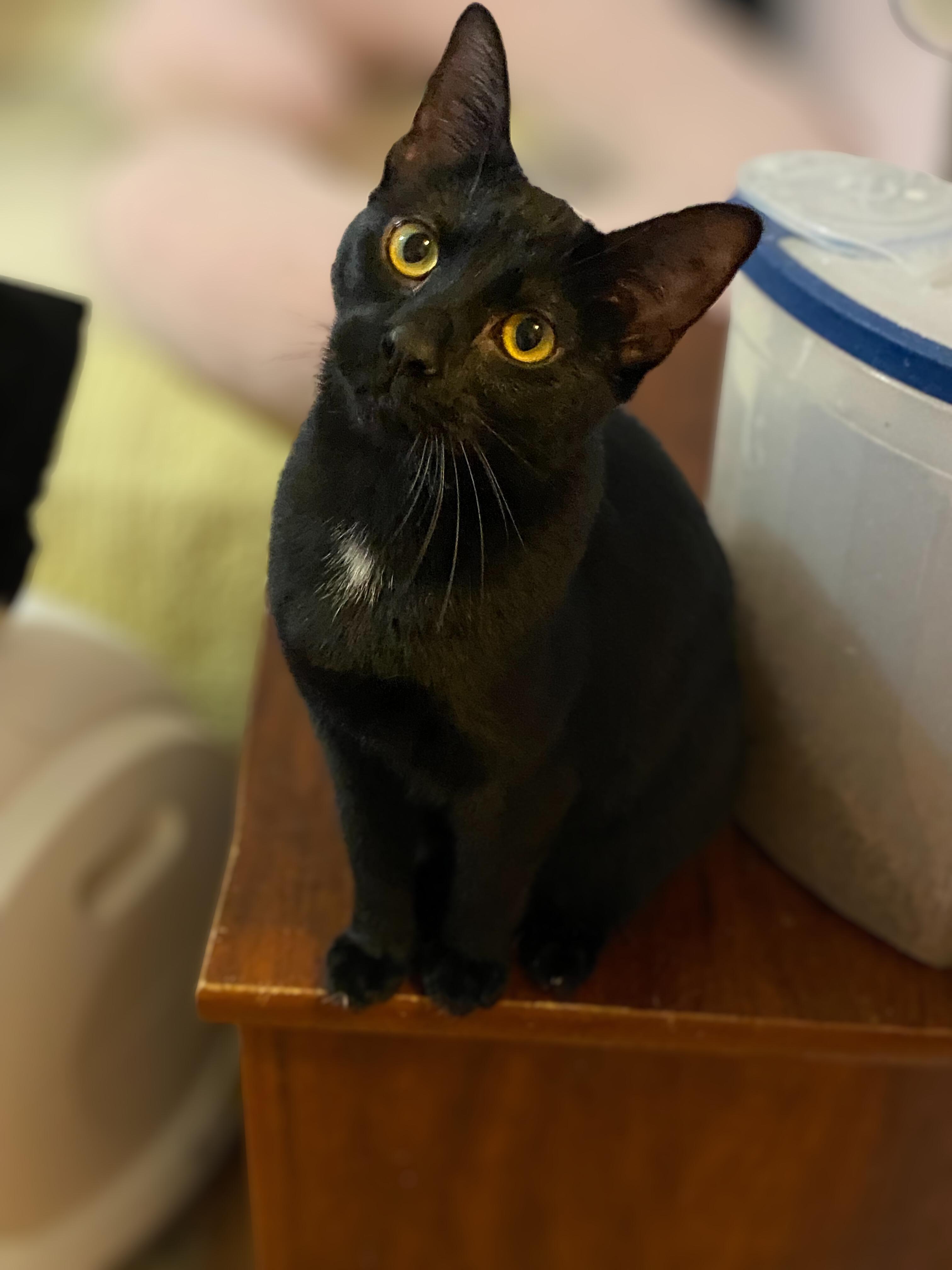 Nanuq, ADOPTABLE, Young Male Domestic Short Hair & Manx.