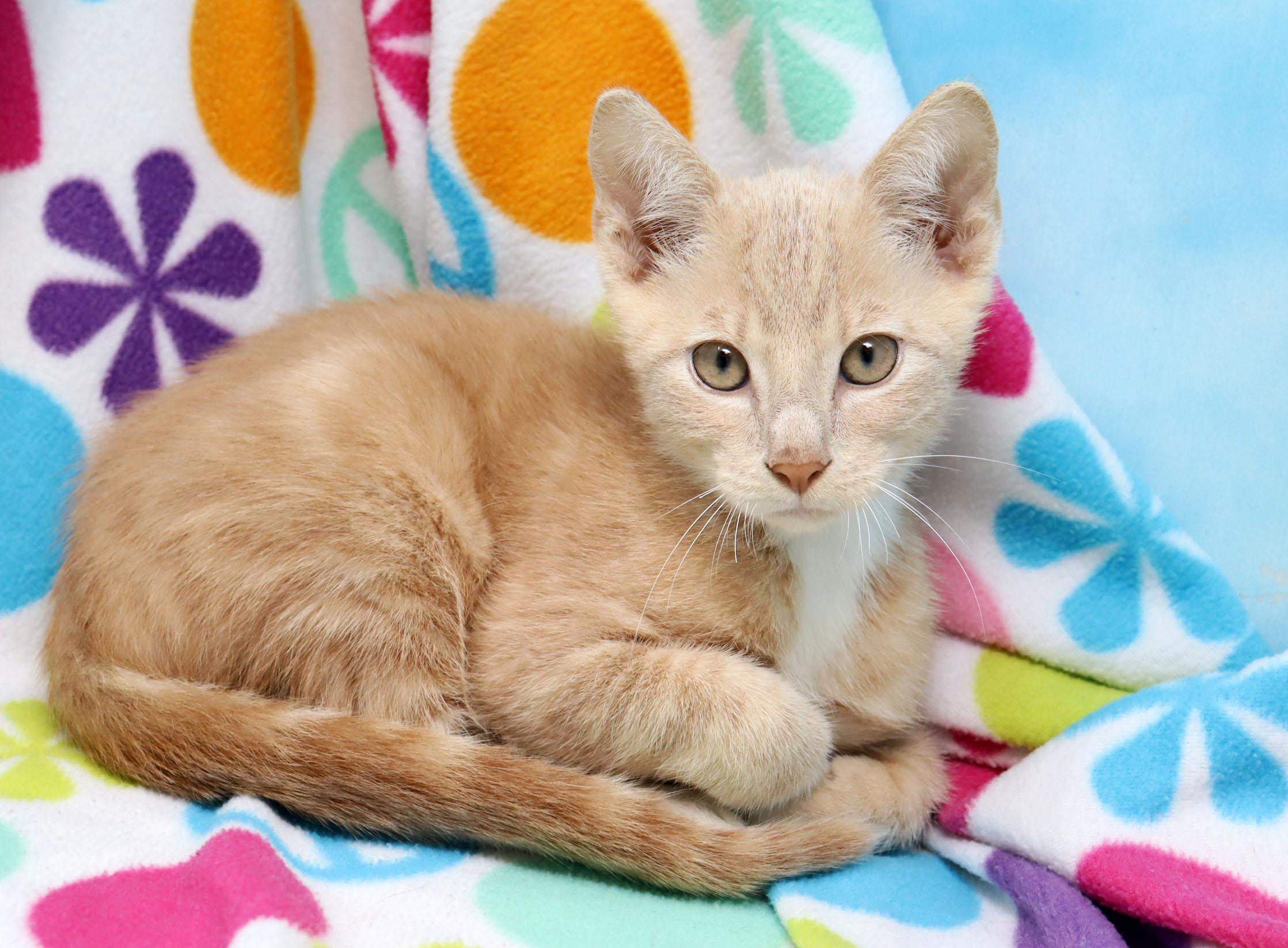 Sunspot, an adopted Domestic Short Hair in Tierra Verde, FL image 2/2