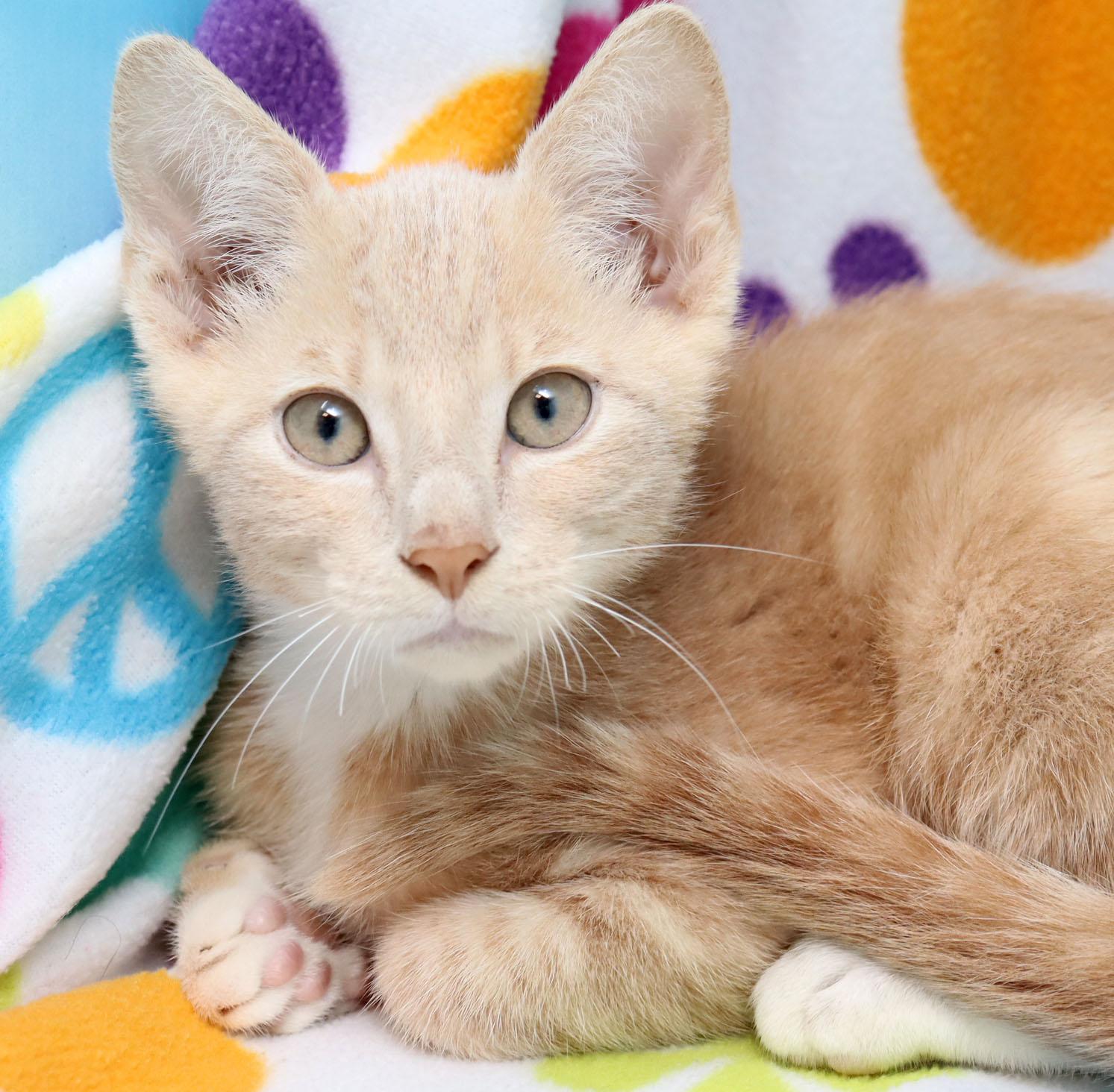 Sunspot, an adopted Domestic Short Hair in Tierra Verde, FL image 1/2