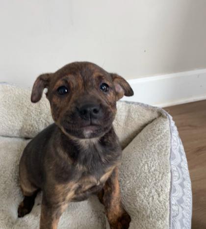 Enlarge Sugar, a Adoptable mixed breed in Lawrenceville, GA image 1/1