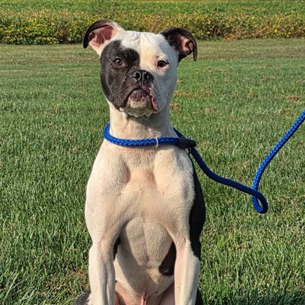Enlarge Petey, a Adoptable Boxer in Mooresville, IN image 1/5