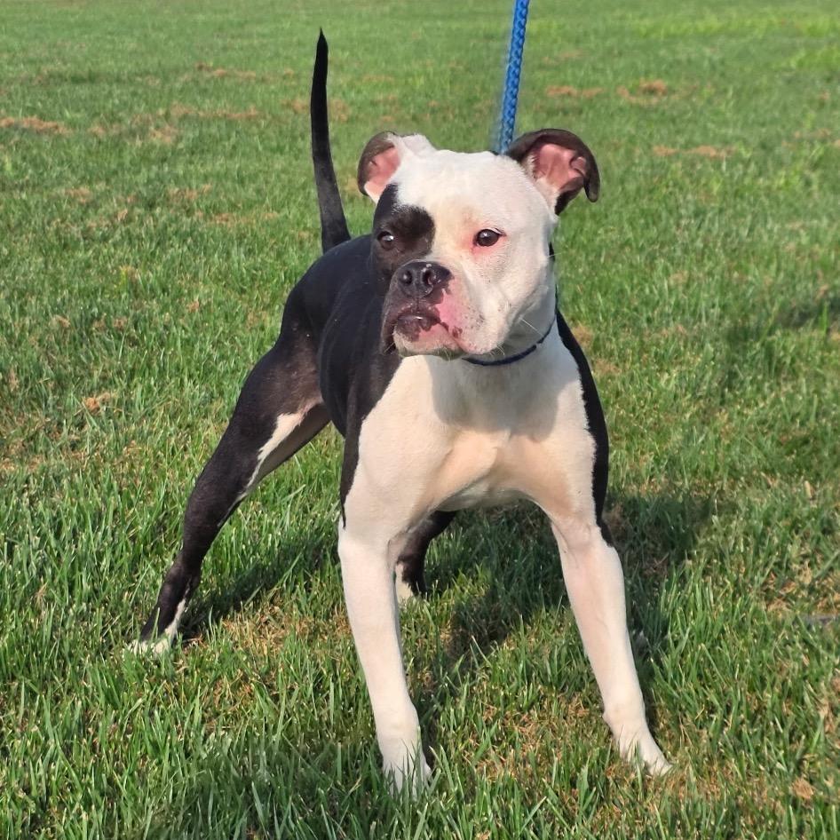 Enlarge Petey, a Adoptable Boxer in Mooresville, IN image 2/5