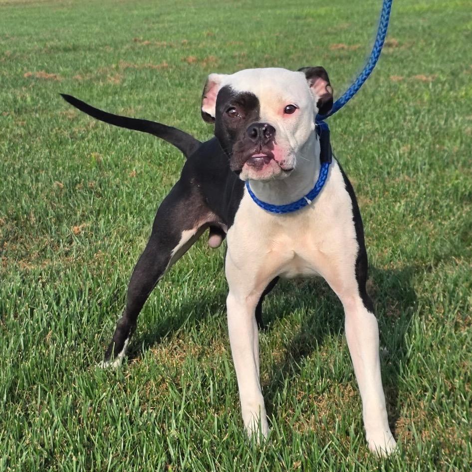 Enlarge Petey, a Adoptable Boxer in Mooresville, IN image 3/5