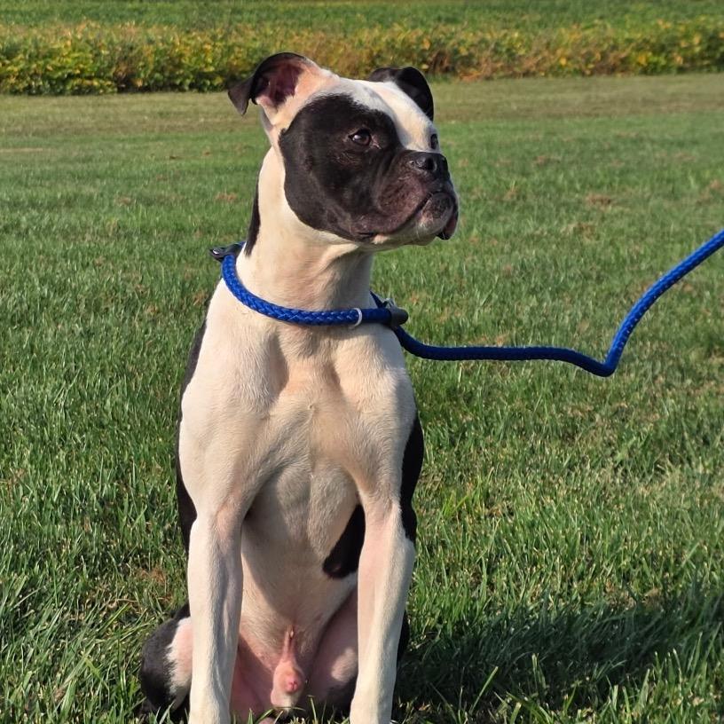 Enlarge Petey, a Adoptable Boxer in Mooresville, IN image 4/5