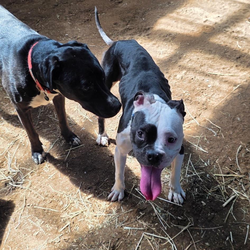 Enlarge Petey, a Adoptable Boxer in Mooresville, IN image 5/5