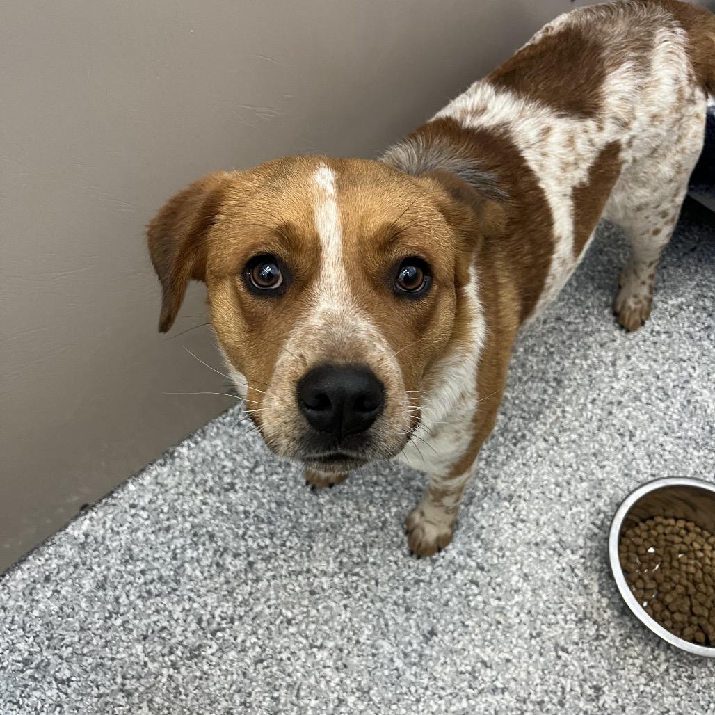 Hank, Adoptable, Adult Male Cattle Dog & Beagle.