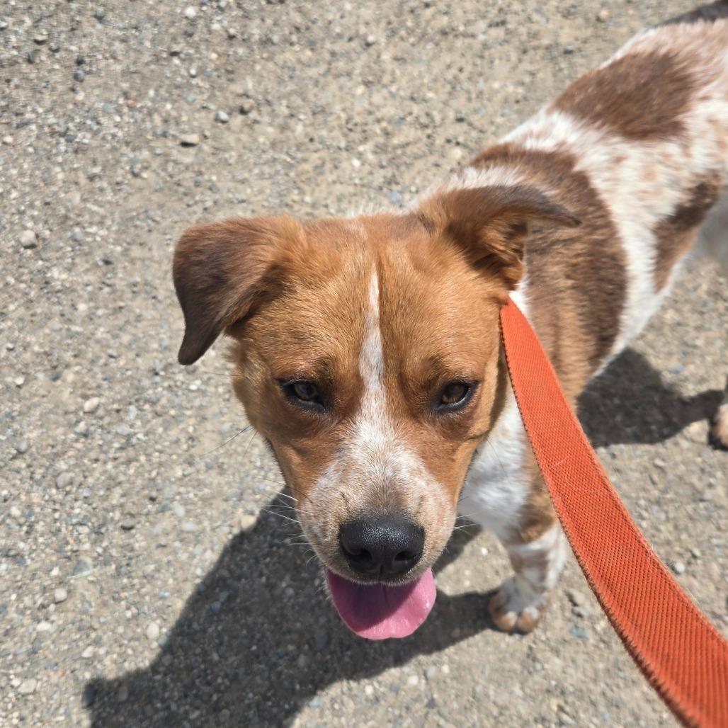 Hank, a Adoptable mixed breed in Taos, NM image 2/6
