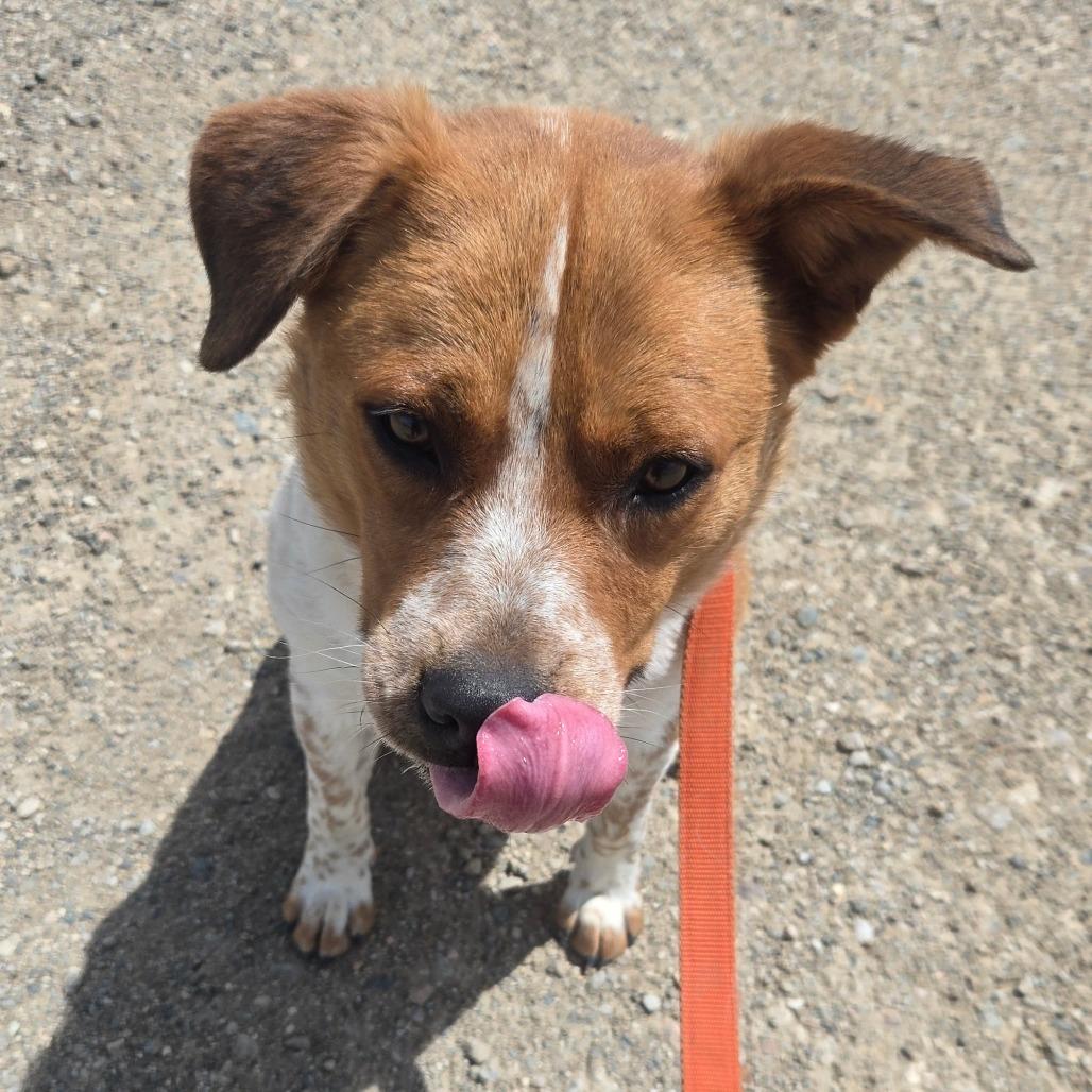Hank, a Adoptable mixed breed in Taos, NM image 3/6