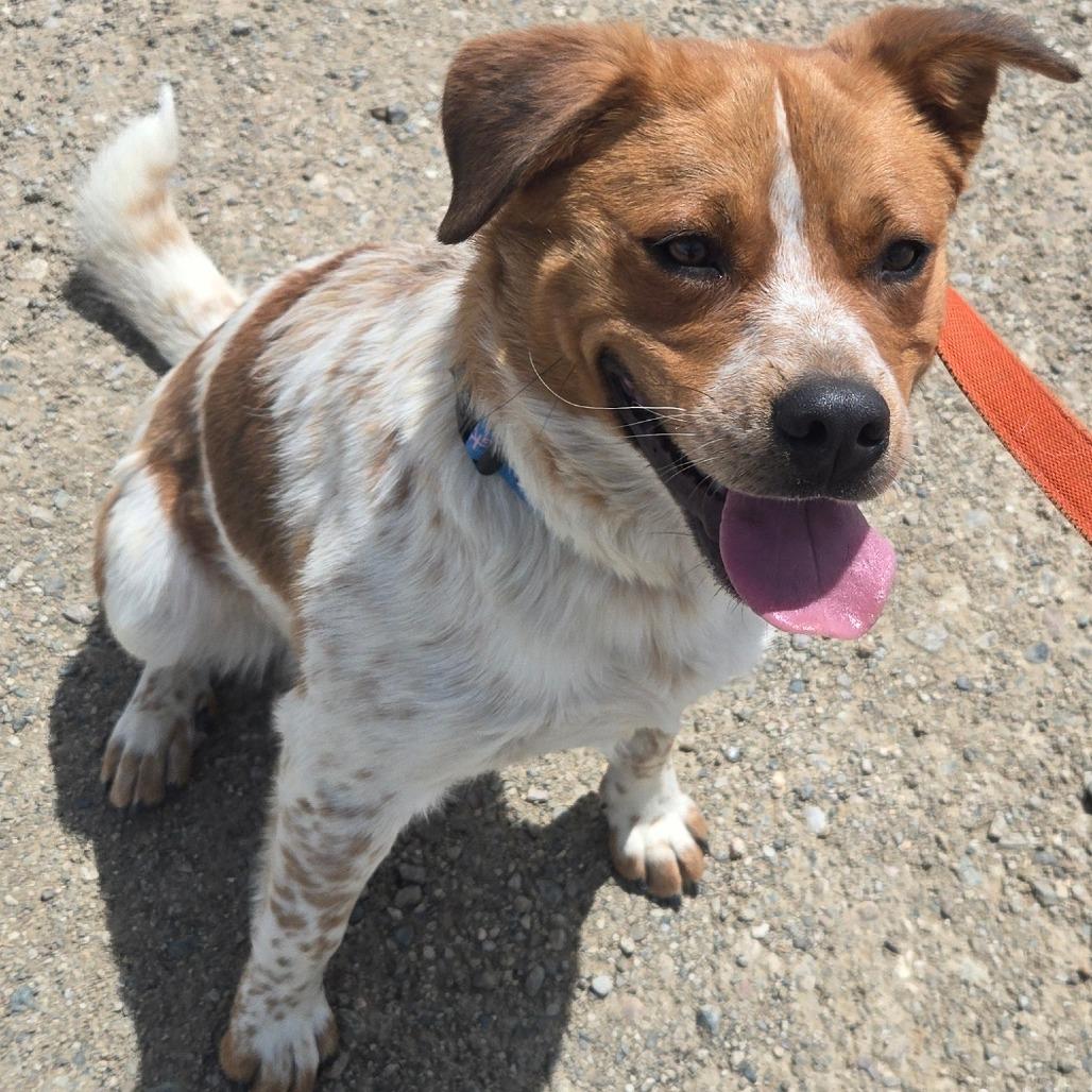 Hank, a Adoptable mixed breed in Taos, NM image 4/6