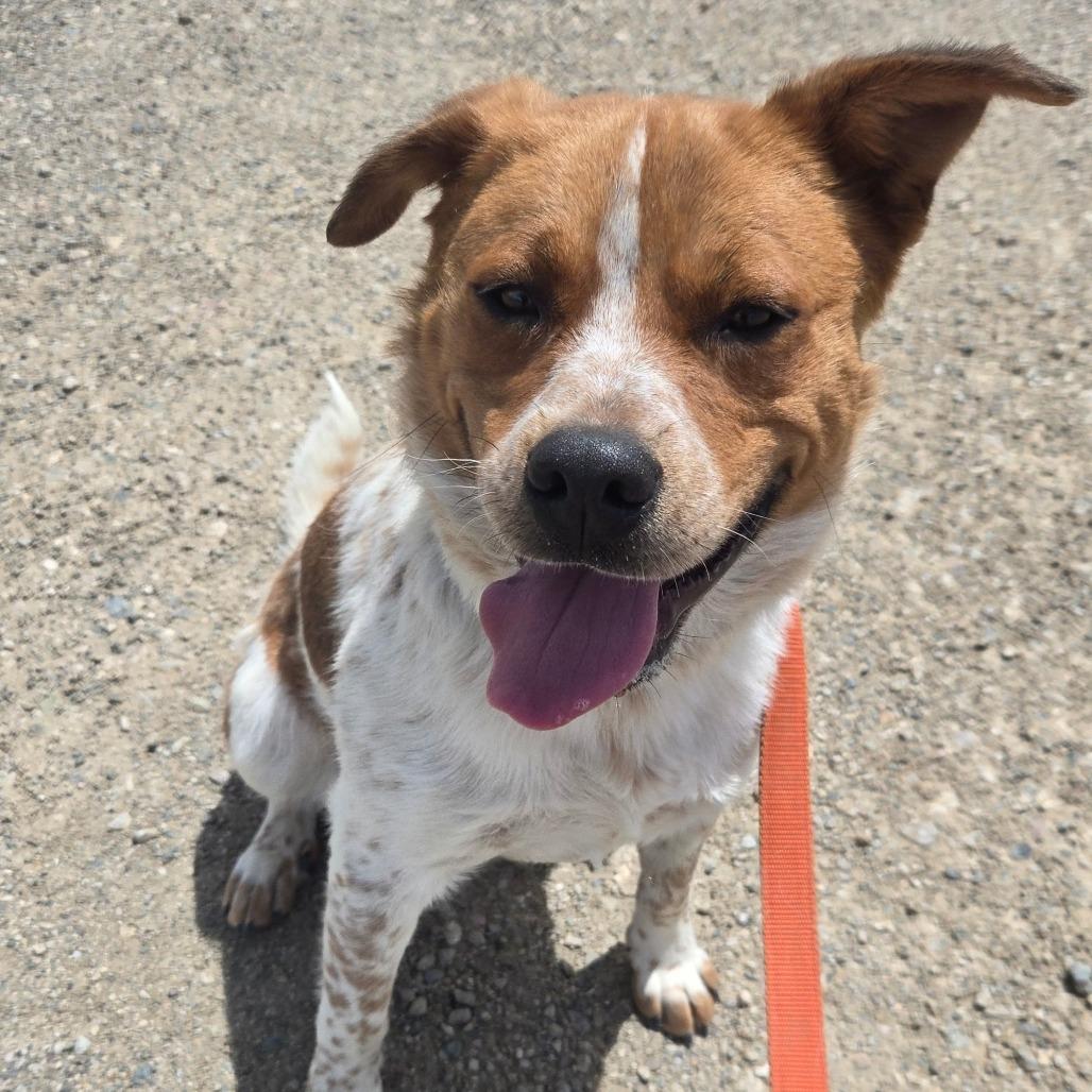 Hank, a Adoptable mixed breed in Taos, NM image 5/6
