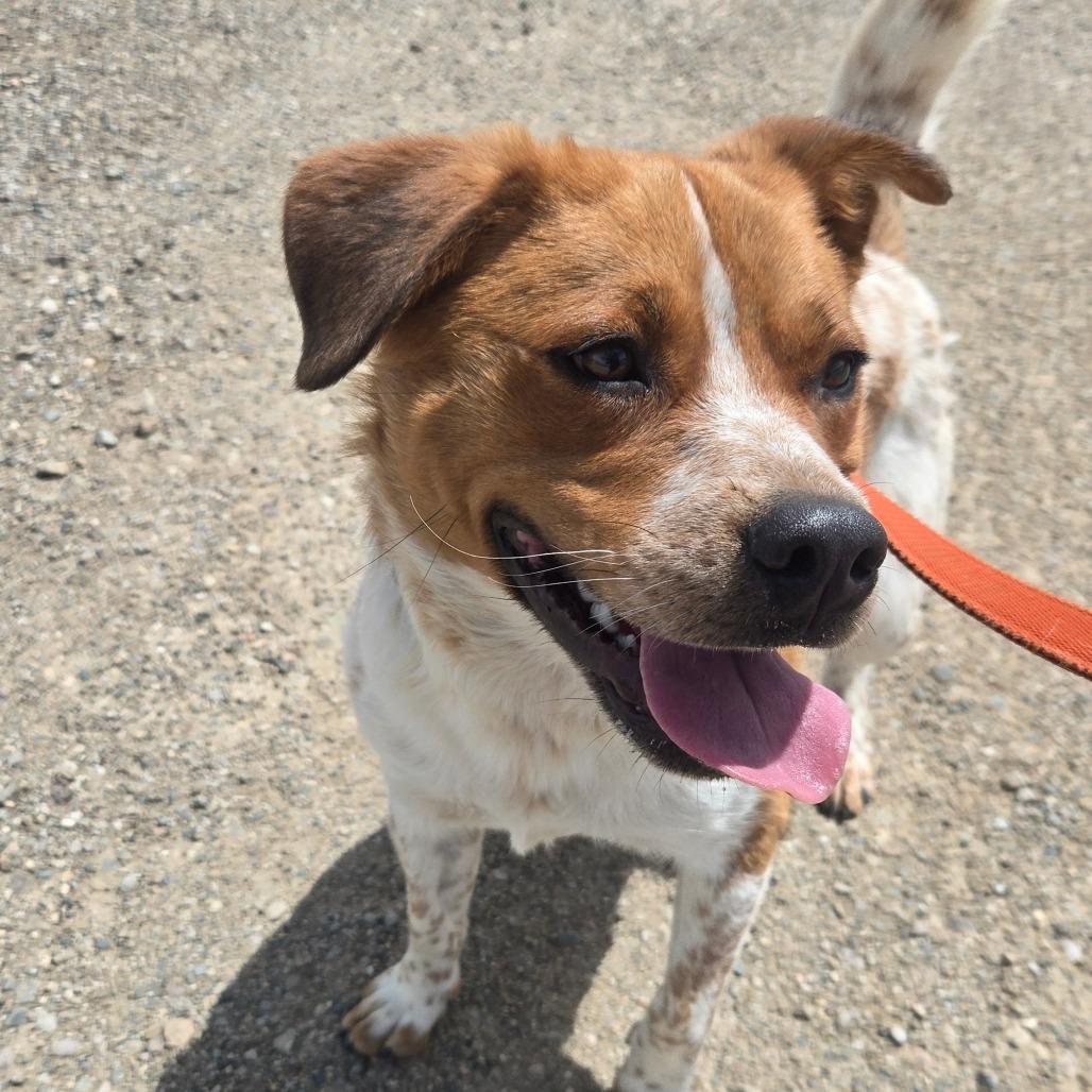 Hank, a Adoptable mixed breed in Taos, NM image 6/6